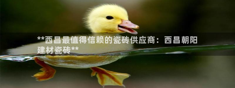 杏鑫平台待遇