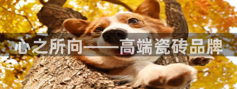 杏鑫平台登录地址查询